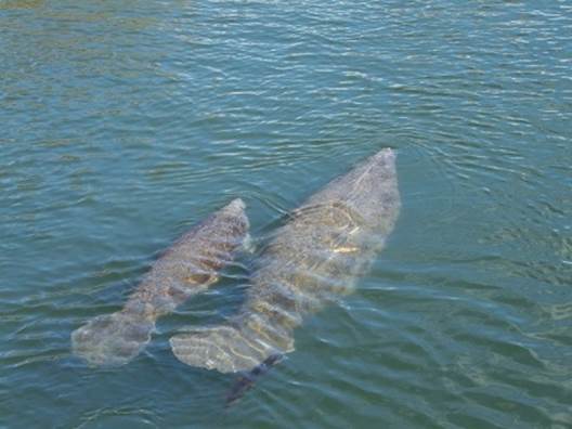 dugong