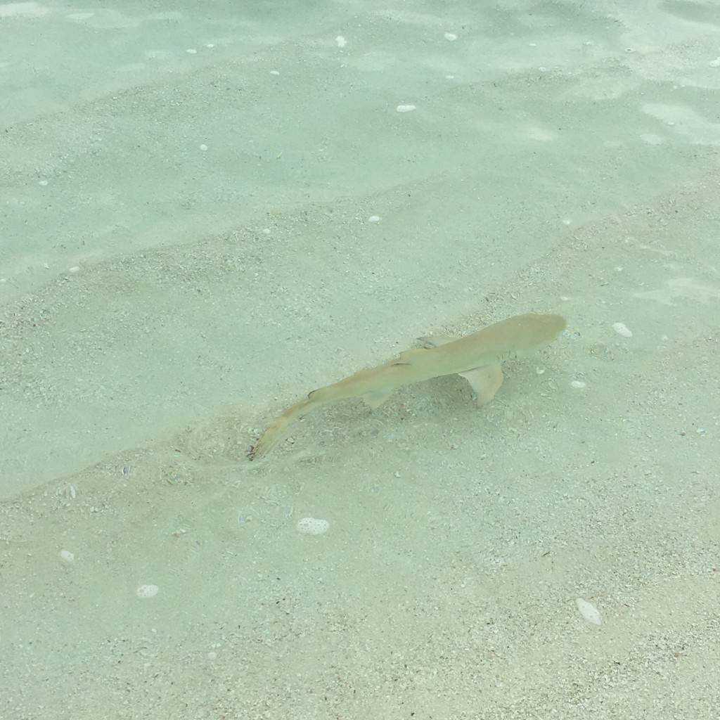 Maafushivaru