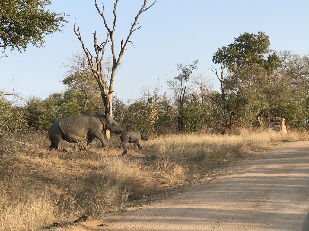 South African Safari